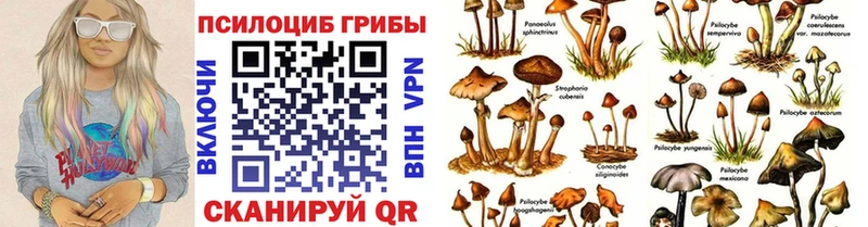 купить закладку Таруса Псилоцибиновые грибы GOLDEN TEACHER
